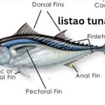 Listao Tuna: Complete Guide to One of the World’s Most Important Tuna Species