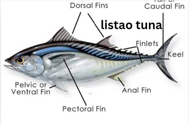Listao Tuna: Complete Guide to One of the World’s Most Important Tuna Species