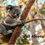 WWF Adopt a Koala: How Symbolic Adoption Helps Protect Australia’s Iconic Marsupial