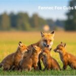 Fennec Fox Cubs for Sale: Facts, Ethics, and What People Should Know Before Considering Exotic Wildlife
