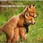 Fennec Fox Cubs for Sale UK: Legal Reality, Ethics, and What Prospective Owners Must Know