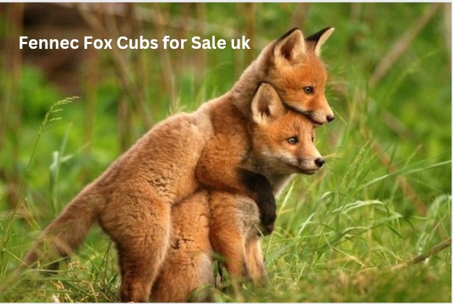 Fennec Fox Cubs for Sale UK: Legal Reality, Ethics, and What Prospective Owners Must Know