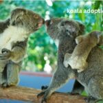 Koala Adoption WWF: How Symbolic Adoption Helps Protect Australia’s Beloved Marsupials
