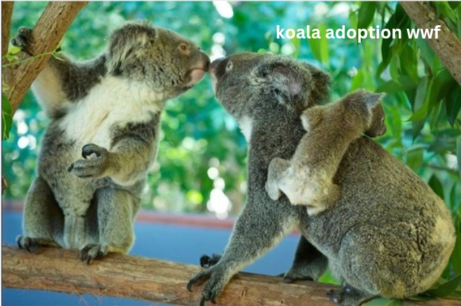 Koala Adoption WWF: How Symbolic Adoption Helps Protect Australia’s Beloved Marsupials