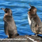 Spheniscus mendiculus: The Remarkable Story of the Galápagos Penguin