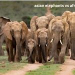 Asian Elephants vs African Elephants: A Complete Comparison of the World’s Largest Land Animals