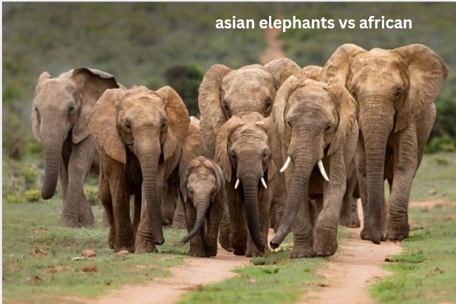 Asian Elephants vs African Elephants: A Complete Comparison of the World’s Largest Land Animals