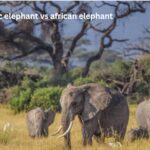 Asiatic Elephant vs African Elephant: Detailed Comparison of Two Gentle Giants