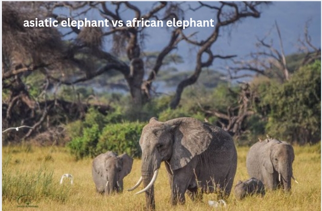 Asiatic Elephant vs African Elephant: Detailed Comparison of Two Gentle Giants