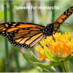 Flowers for Monarchs: A Complete Guide to Creating a Butterfly-Friendly Garden