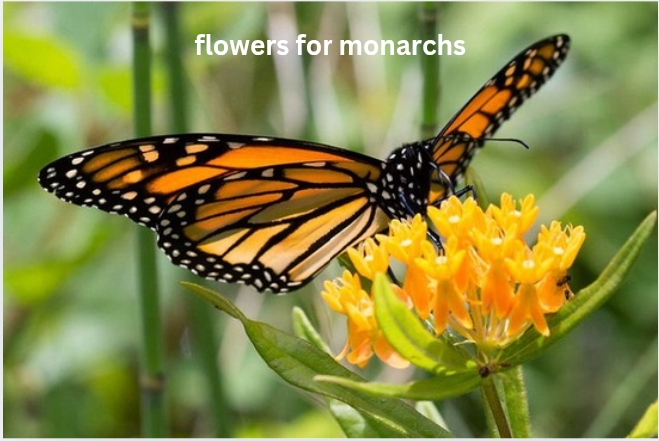 Flowers for Monarchs: A Complete Guide to Creating a Butterfly-Friendly Garden