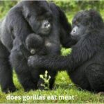Does Gorillas Eat Meat? Complete and Accurate Guide to Gorilla Diet
