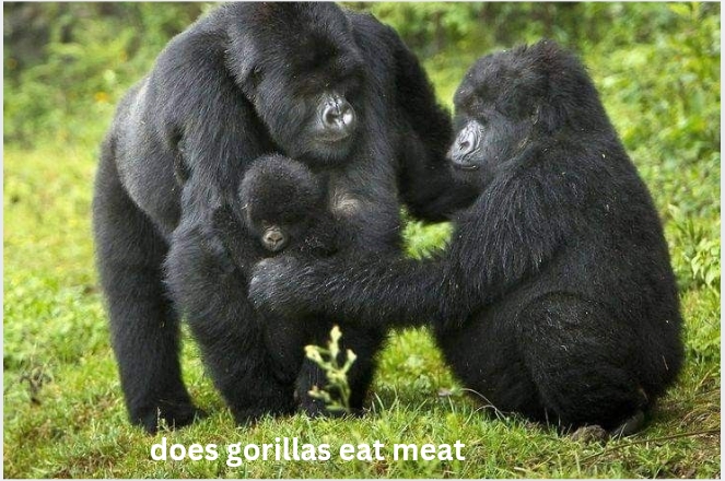 Does Gorillas Eat Meat? Complete and Accurate Guide to Gorilla Diet